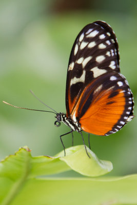 Tiger Longwing - ventral.jpg