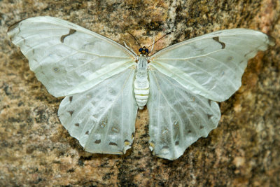 White Morpho.jpg