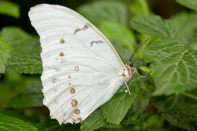 White Morpho - ventral.jpg