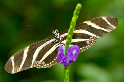 Zebra Longwing.jpg