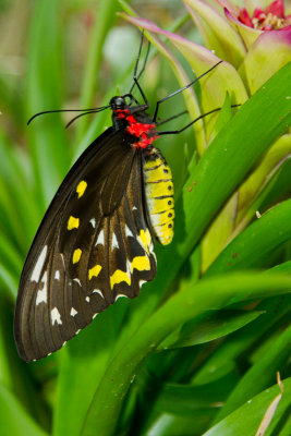 Green Birdwing 2 - ventral.jpg