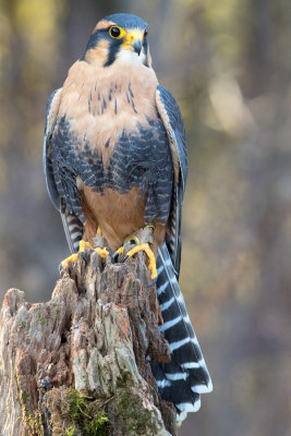 Raptor-Conservatory-D160201-1750-www.jpg