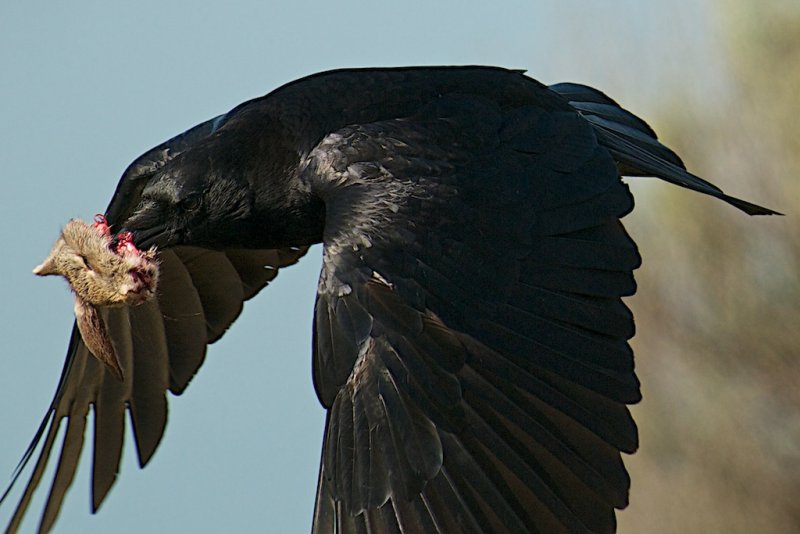 Carrion