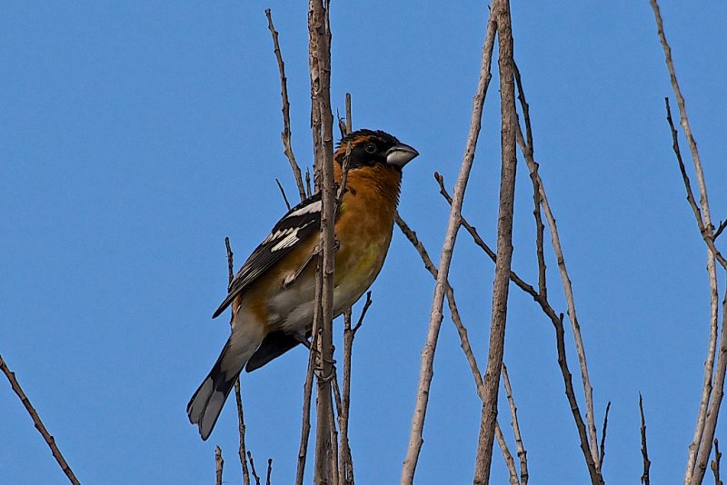 Willows Singer