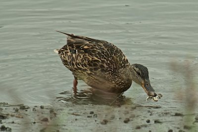 Crabbing