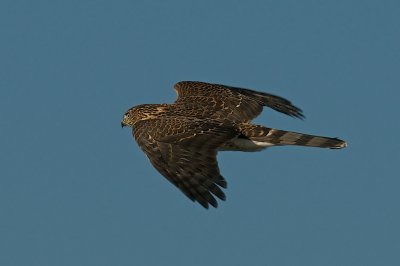 In flight