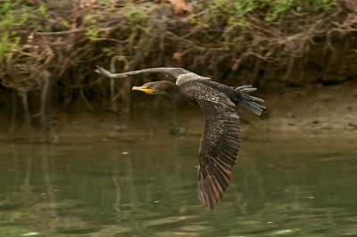 Cormorants