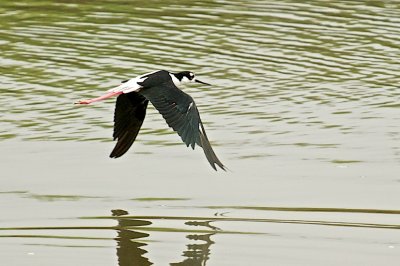 .......and birds have to fly....