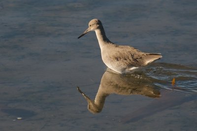 Willets