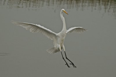 Great Egrets
