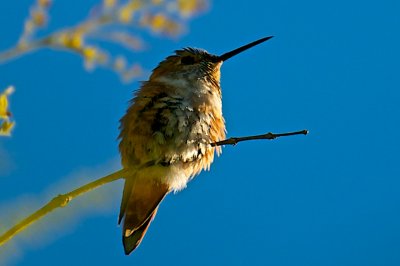 Catching Late Rays