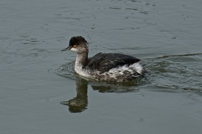 Eared Grebe