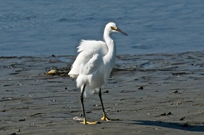 Bad hair day