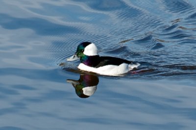 Buffleheads