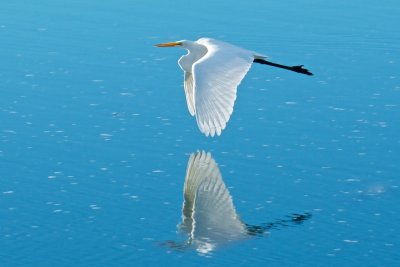 Great Egret 