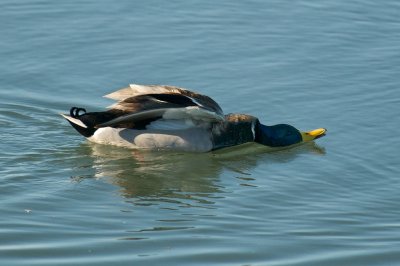 Skimming
