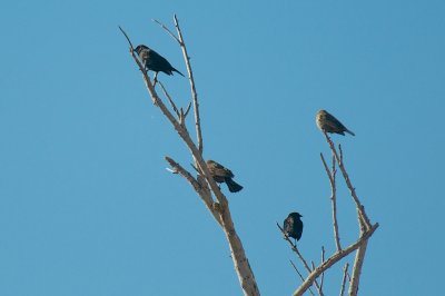 Four and twenty Black birds......
