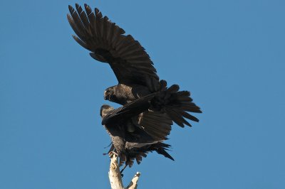 My perch kid