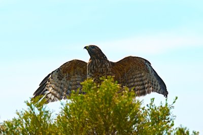 Red -shouldered Hawk
