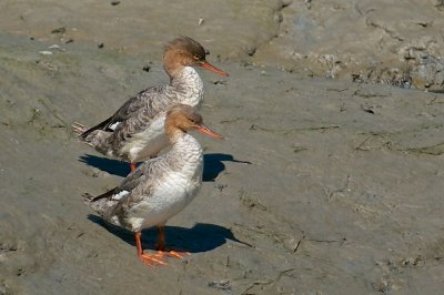 Mergansers