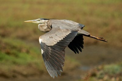 In flight