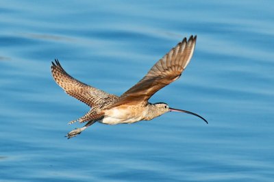 Flight 