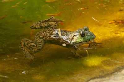 Frog Legs