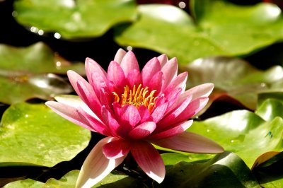 Lily Pond