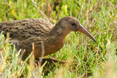 Clapper Rails