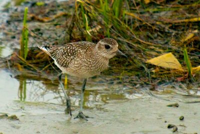 Mud-flatter 