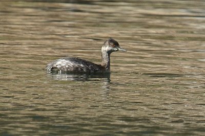 Eared Grebe