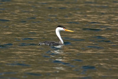 Clark's Grebe