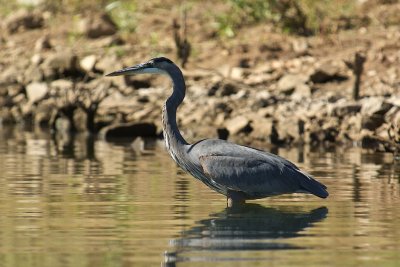 Great Blue Heron