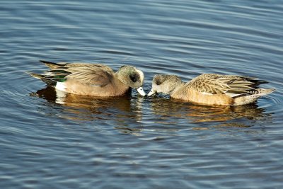 Ducky love?