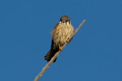 Scoping the area
