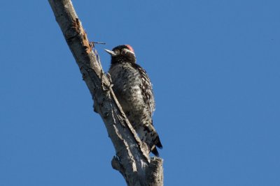 Hanging by the nest