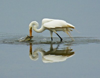 Spear fisher