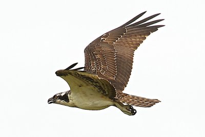 Flight 