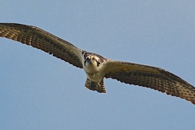 g9/94/1067894/3/161083352.EBMKGgC5.jpg