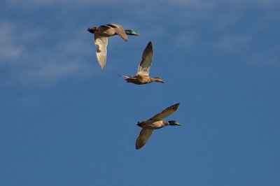 On the wing