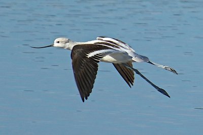 In flight