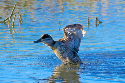 Happy Duck