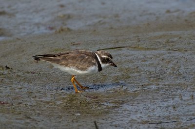 Semipalmated Plover
