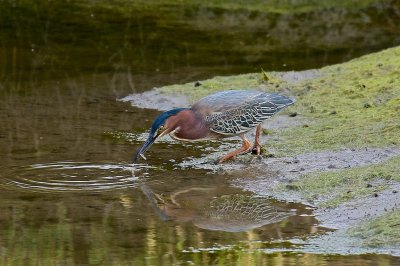 Expert fisher