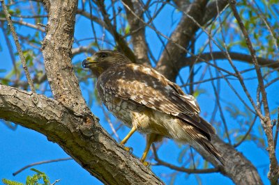 Bird of prey