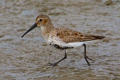 Low tide visitor