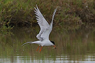 Fly-by fishing
