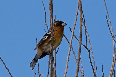 Willows Singer