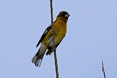 Black-headed Grosbeak