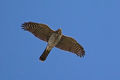 Overhead